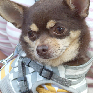 元気な甘えん坊チワワ♂推定４歳