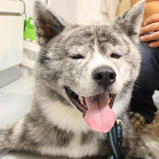 若くて元気な秋田犬の銀河君です。