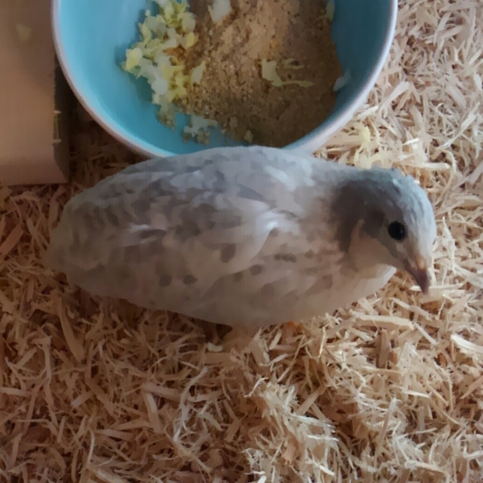 うーちゃんのカバー写真