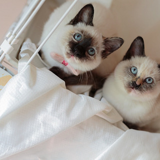 元気で可愛いシャムMIXの姉妹