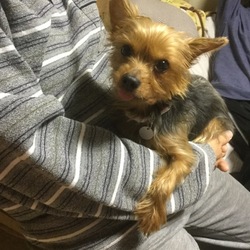 保護犬ランカ 避妊手術後の抜糸！