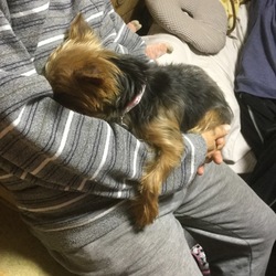 「保護犬ランカ 避妊手術後の抜糸！」サムネイル2