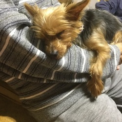 「保護犬ランカ 避妊手術後の抜糸！」サムネイル3