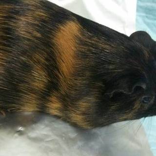 ご協力をお願いします。