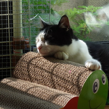 おっとり日向ぼっこ