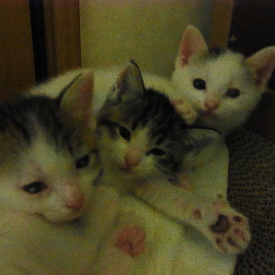 オッタマのカバー写真