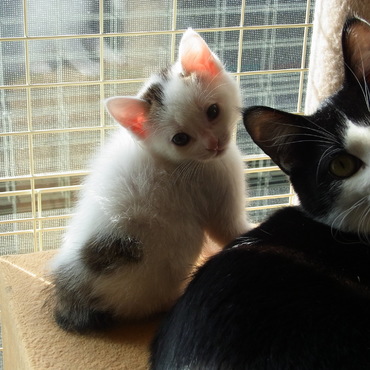 どの子猫とも付き合うオッタマ