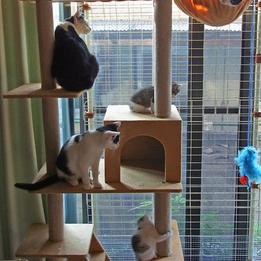 ユリと子供たち。上の子たちは6か月、下の子たちは1ヵ月。