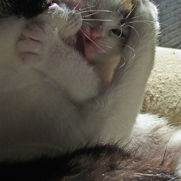 育児熱心なシオ