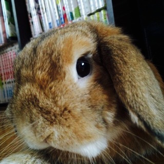 うさぎの里親の募集です