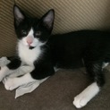 2カ月半の子猫