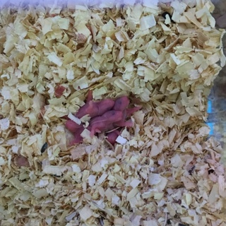 ゴルハムの赤ちゃん産まれました！