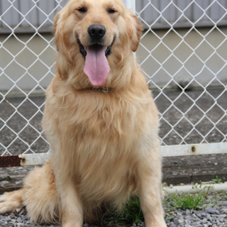 ゴールデン　2才男の子　～繁殖犬引退～