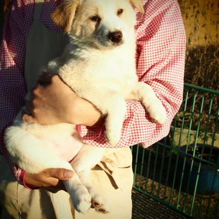 モフモフ系子犬ちゃん