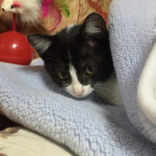 家族になってあげてください!!