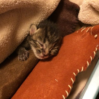 子猫の里親さん決定！