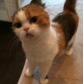 折れ耳スコティッシュの女の子です。