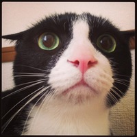 ニョッキ