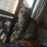 ちくわ