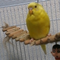 セキセイインコ♀