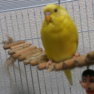 セキセイインコ♀
