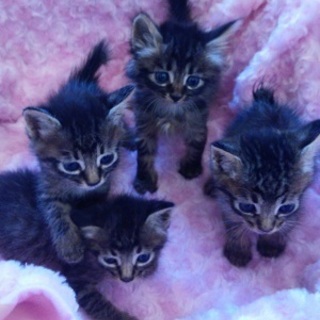 かわいいチビにゃんこ４兄妹