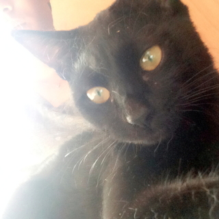 一番おとなしい「くろ」♀末っ子のような甘えんぼ！