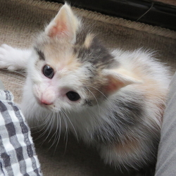 「出逢いは突然に…」サムネイル1