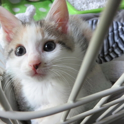 「出逢いは突然に…」サムネイル2