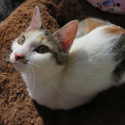 「出逢いは突然に…」サムネイル3