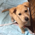 雑種ワンちゃん♂