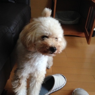 一時停止※  トイプードル4歳雄