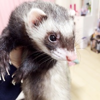 ももちゃん