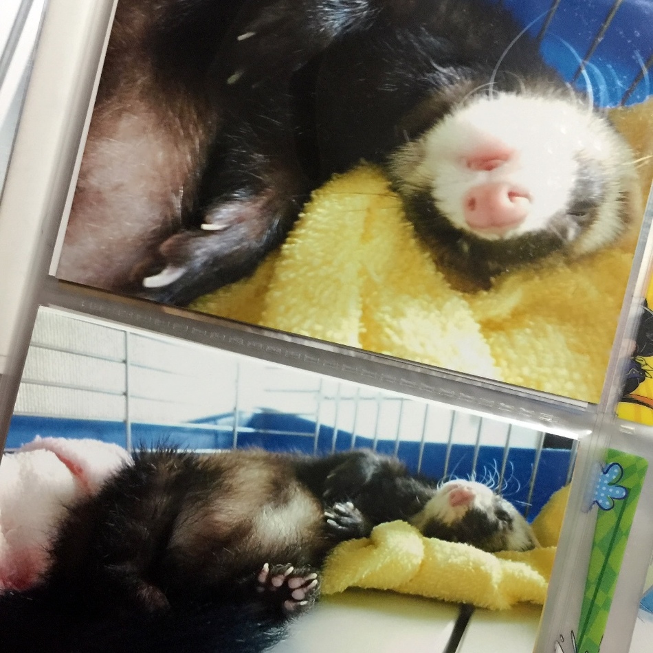 ももちゃんのカバー写真