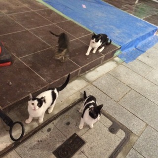 緊急で子猫の里親様を探しています