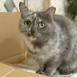 抱っこが大好きグレーアシュリーちゃん里親決定