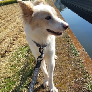 雑種　仮名: ヴィヴィちゃん