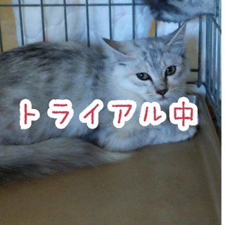 長毛種。ペルシャ？ラガマフィン？ノルウェー？