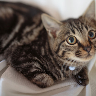 元気で懐こいアメショー柄のごろーくん