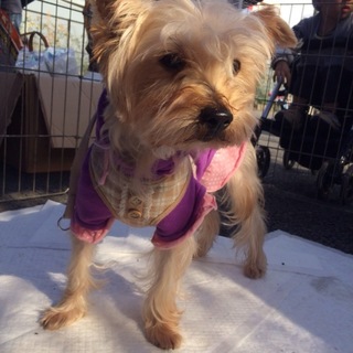 ヨークシャテリアのネリネちゃん