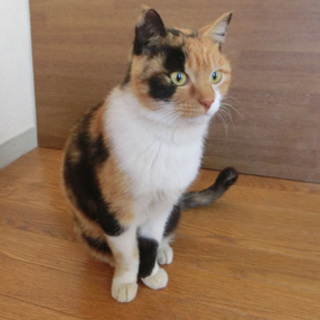 甘えん坊でとってもかわいい三毛猫ちゃん♪