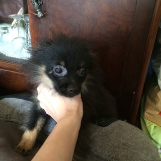 ポメニアンの元気な男の子