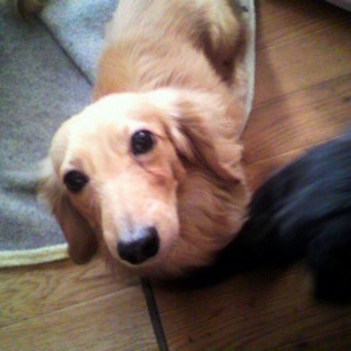 クリーム＆レッド男の子♪少し高齢ですが元気！