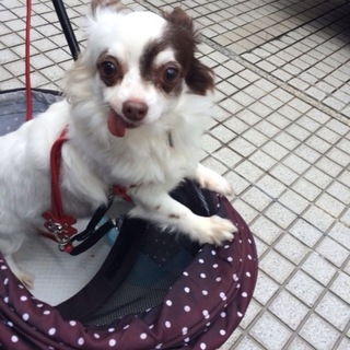 チワワのマーブルちゃん