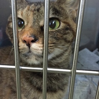 まだ2歳、メスのサビーちゃん、人馴れしています。