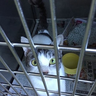 まだ2歳、メスのトビーちゃん、人馴れしてます