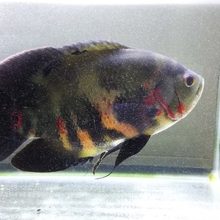 ■レッドタイガーオスカー■