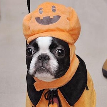 チェルキーの写真