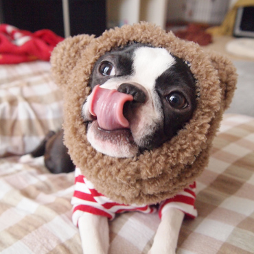 チェルキーの写真