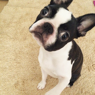 チェルキーの写真